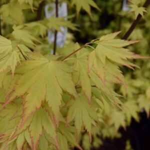 Acer palmatum 'Orange Dream' (P) 150-175 cm